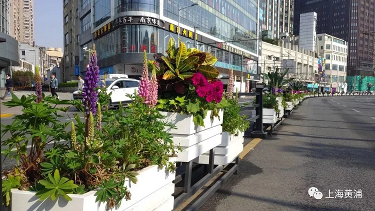 上海道路花箱花卉中的“天、地、人”思想