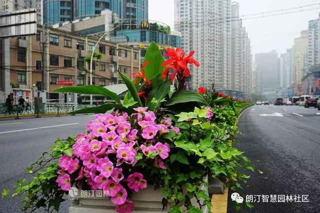 厲害了，上海長(zhǎng)壽路上了頭條！