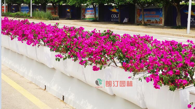 重慶萬州道路中央隔離護(hù)欄綠化案例