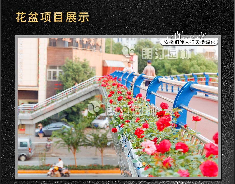 杜曉雅_(tái)06.jpg