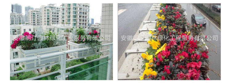 護(hù)欄綠化