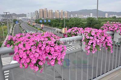 護(hù)欄綠化